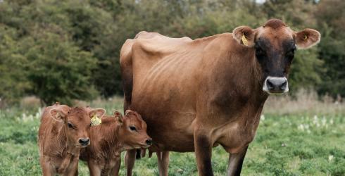 old hall farm general 8