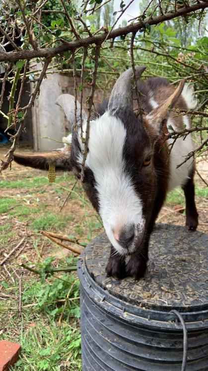 Albert the goat